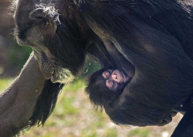 North Carolina Zoo Announces Naming Contest for Rare Baby Chimpanzee