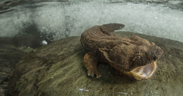 NC Wildlife Commission Urging Public To Report Hellbender and Mudpuppy Sightings