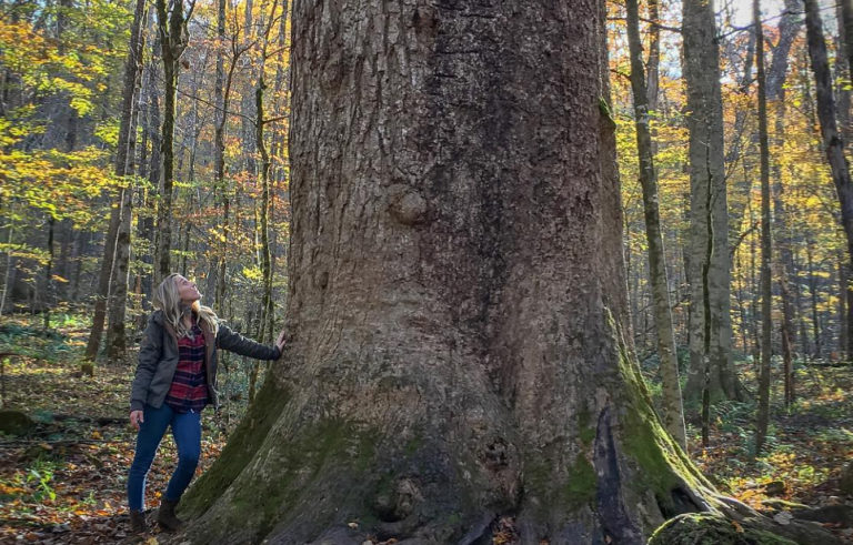 One of America’s Largest Old-Growth Forests With 400+ Year Old Trees Lies A Short Drive From Charlotte