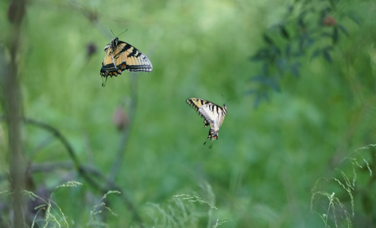 North Carolina Zoo’s New Kaleidoscope Butterfly Garden Attraction Opens This Weekend