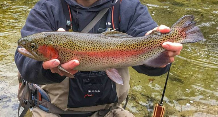 NC Wildlife Commission Opening Hatchery-Stocked Trout Waters Today at 7am