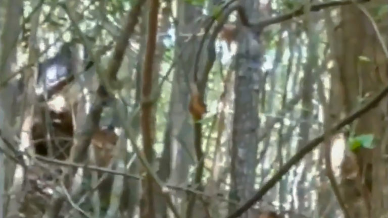 Hickory Man Spots Bigfoot In His Woods – Takes Video of Creature and Footprints