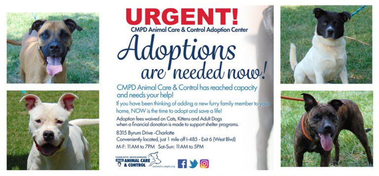 Charlotte’s Animal Shelter Is Over-Capacity – Asking For Help In Finding New Homes