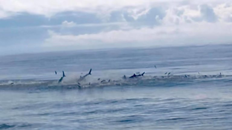 A Shark Feeding Frenzy Was Just Spotted On North Myrtle Beach