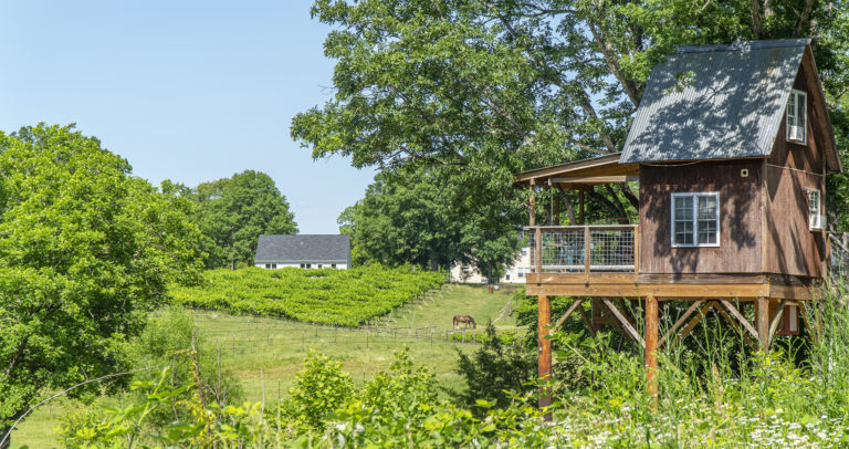 ‘Top’ Charlotte-Area Vineyard Lets You Sip Wine From Your Own Private Treehouse