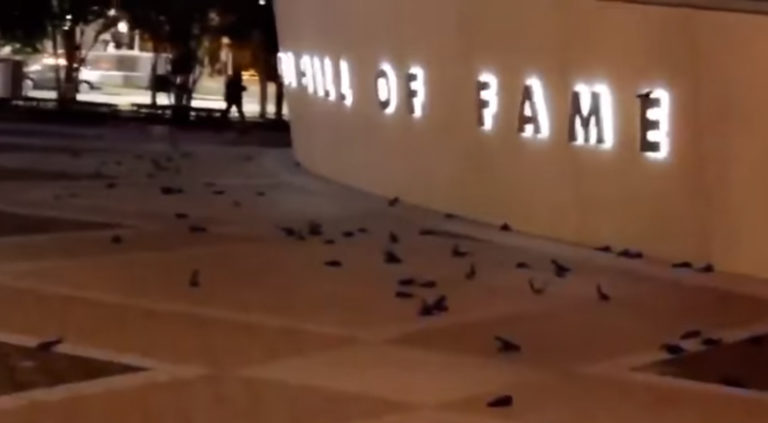 Horrific Event Unfolds As Hundreds of Birds Mysteriously Fly Into The NASCAR Hall of Fame