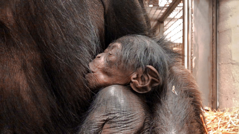 The North Carolina Zoo Announces Birth of New Baby Chimpanzee Girl