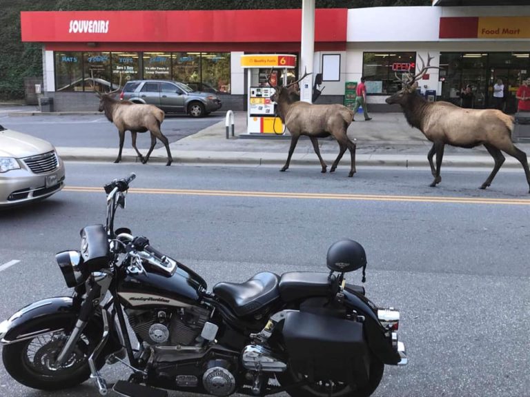 NC’s Blue Ridge Parkway Officials Warn of 700 lb Elk Charging At Cars