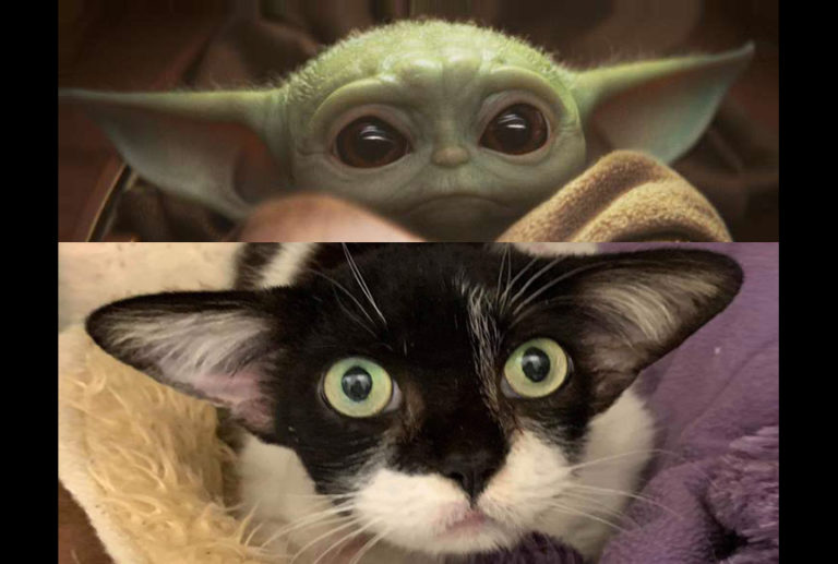 The Internet Is Freaking Out Over “Baby Yoda Cat” At Rowan County’s Animal Shelter