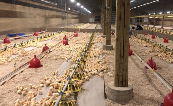 Duke Energy Now Making Power Out Of Chicken Poop