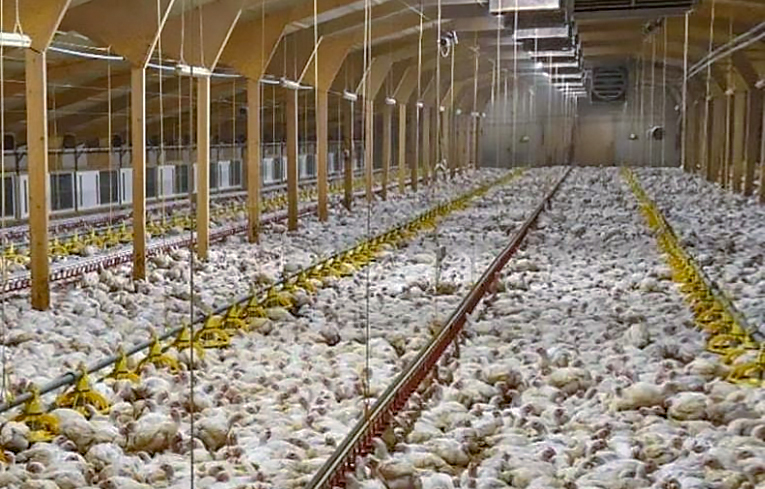 North Carolina Poultry Factory Farms Threatening Minority Communities At Increasing Rate