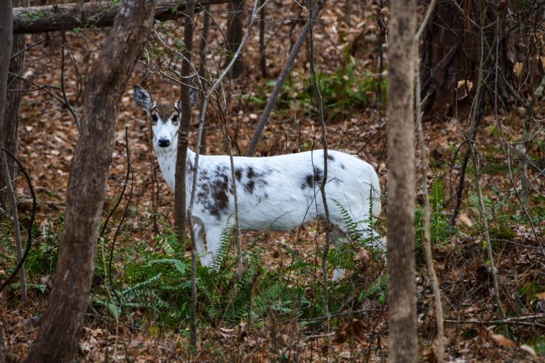 Exceptionally Rare Adult ‘Piebald Deer’ Spotted In North Carolina Woods