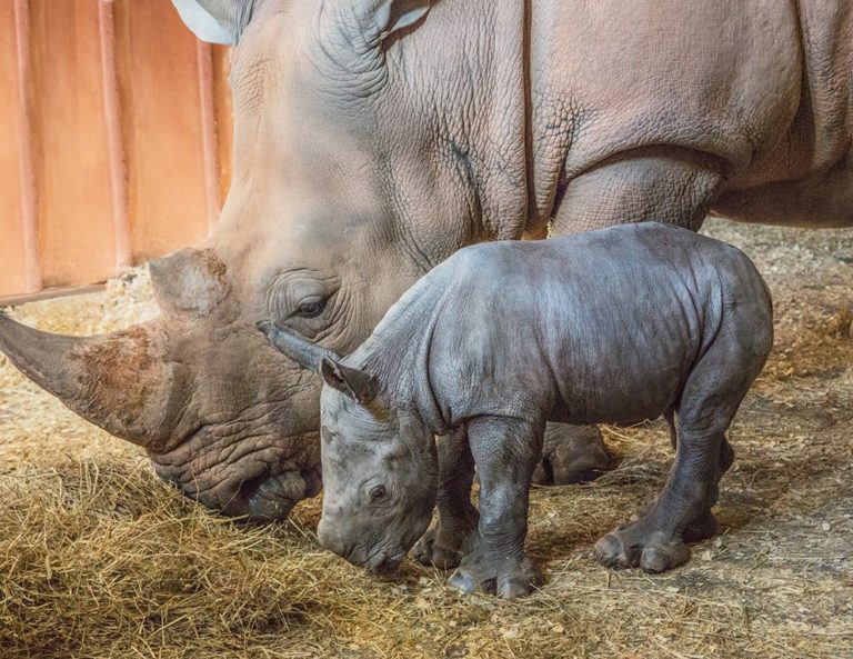 North Carolina Zoo Announces Birth of Rare Southern White Rhino