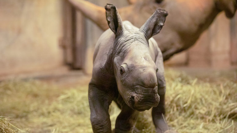 North Carolina Zoo Announces Birth of a Second Southern White Rhino This Year