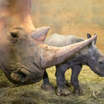 RhinoBaby4_MW_NorthCarolinaZoo