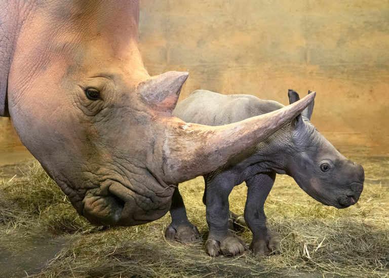 North Carolina Zoo Offers a New Virtual Visit Experience