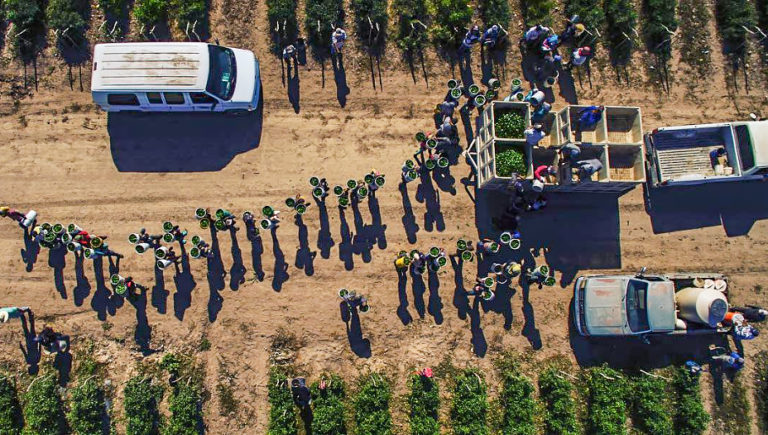 US Department of Labor Fines Contractor $239,430 For Illegally Busing Mexican Workers To NC Farms