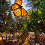 monarch butterfly migration through charlotte north carolina