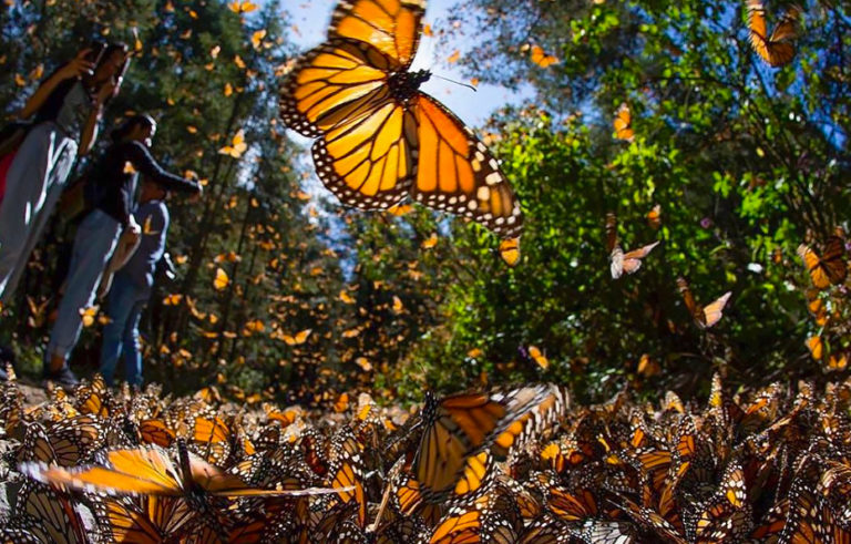 Over 300 Million Monarch Butterflies Are About To Descend On North Carolina