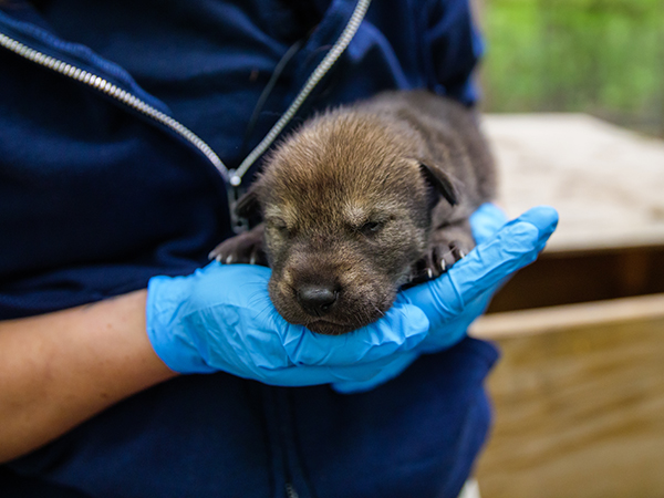 The North Carolina Zoo Announces Birth of Five Critically Endangered American Red Wolves