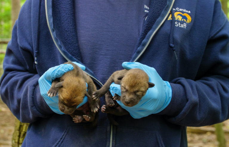 Second Litter of Endangered Red Wolf Pups Born at North Carolina Zoo