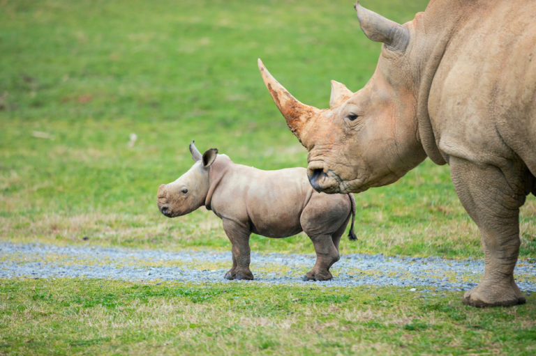 North Carolina Zoo Announces Name of New Baby Rhino