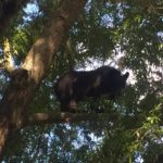 black bear in mooresville