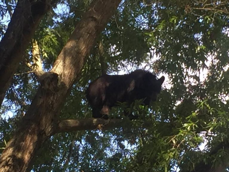 Emergency Crews Respond To Large Black Bear In Tree Near Downtown Mooresville