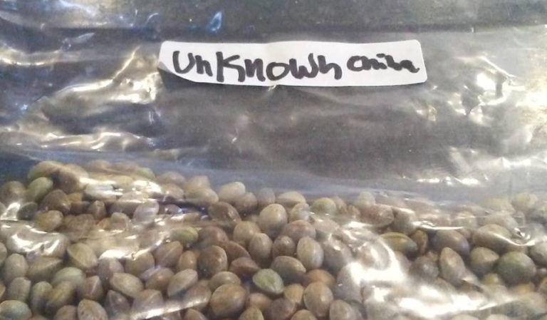 NC Officials Urge Residents To Report Any Unsolicited Seed Deliveries From China