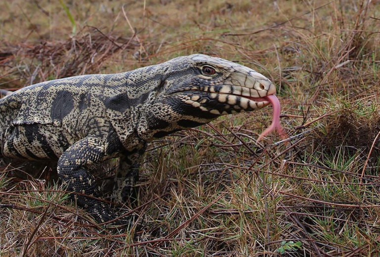 Dangerous Tegu Lizard Documented for The First Time in South Carolina