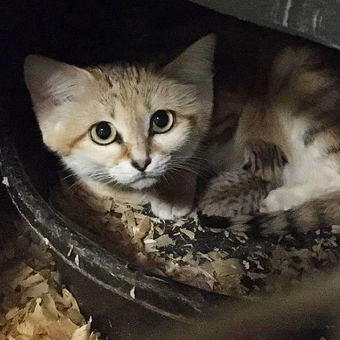 North Carolina Zoo Announces Birth of Rare Sand Cat Kitten