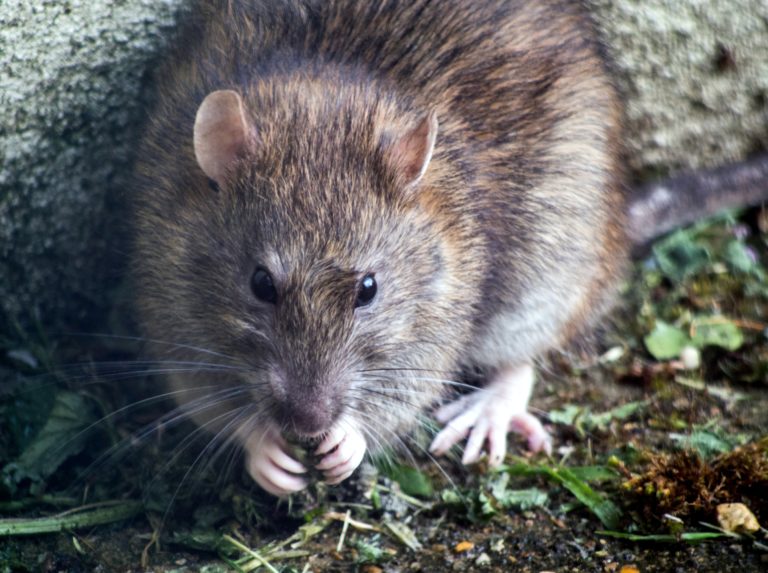 Why Charlotte is Overrun With Rats and What to Do if You Have Rodents?