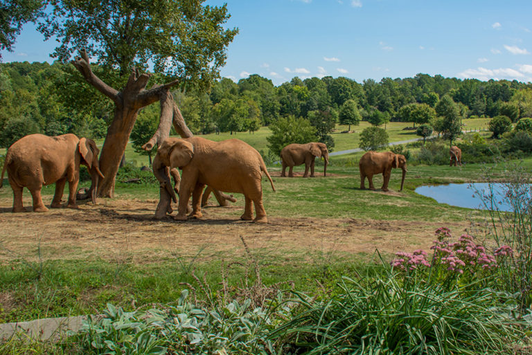 North Carolina Zoo About To Be Featured On Nat Geo WILD