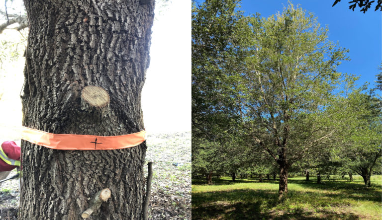 Developer Relocating 45-Foot-Tall Live Oak Tree from Johns Island to Uptown Charlotte