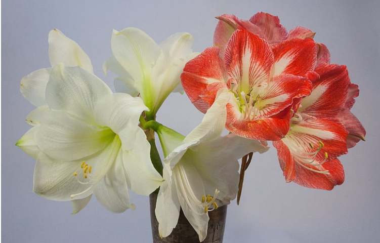 How to Cultivate Amaryllis in Pots on the Windowsill