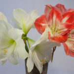 flowers in the windowsill