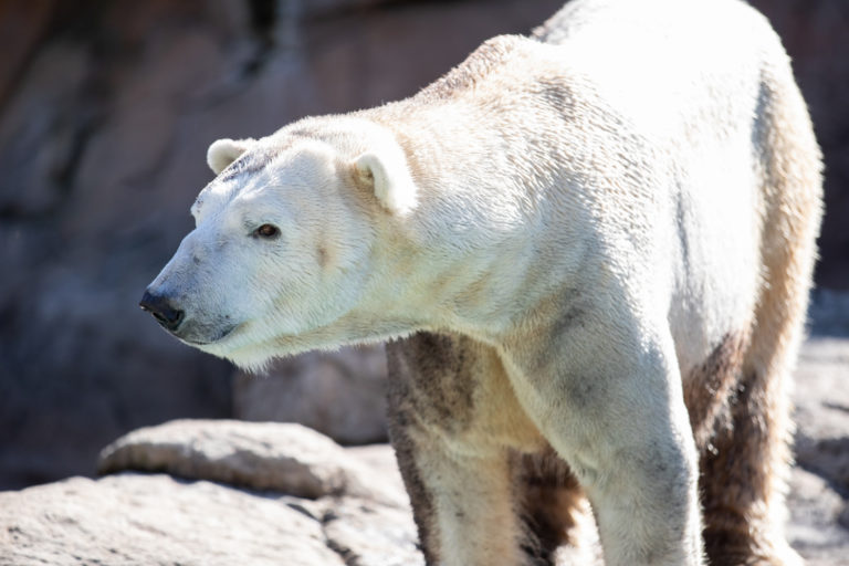 Male Polar Bear Relocates to North Carolina Zoo with Hopes of Breeding Success