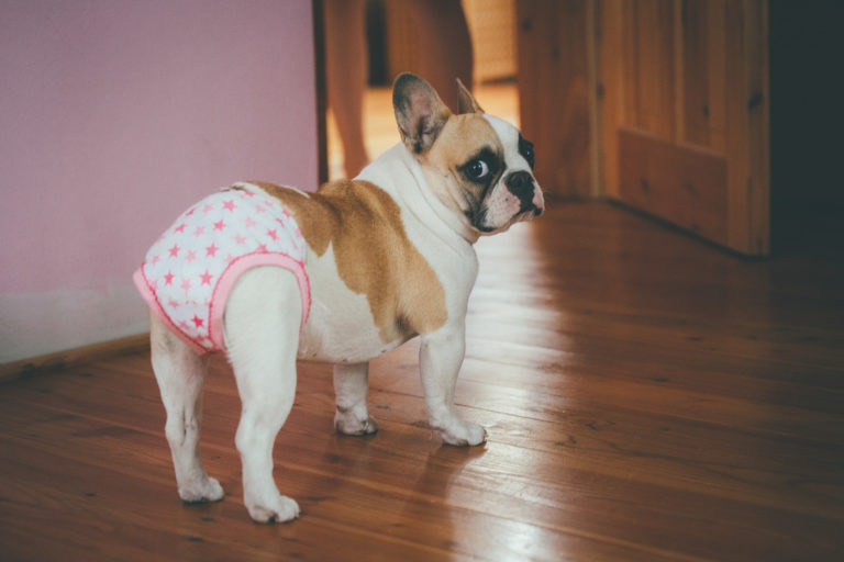Tips for Potty Training Your Dogs