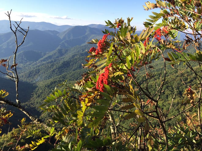 Epic Games CEO Donating 7,500 Acres of NC Mountain Land To Conservancy for Protection