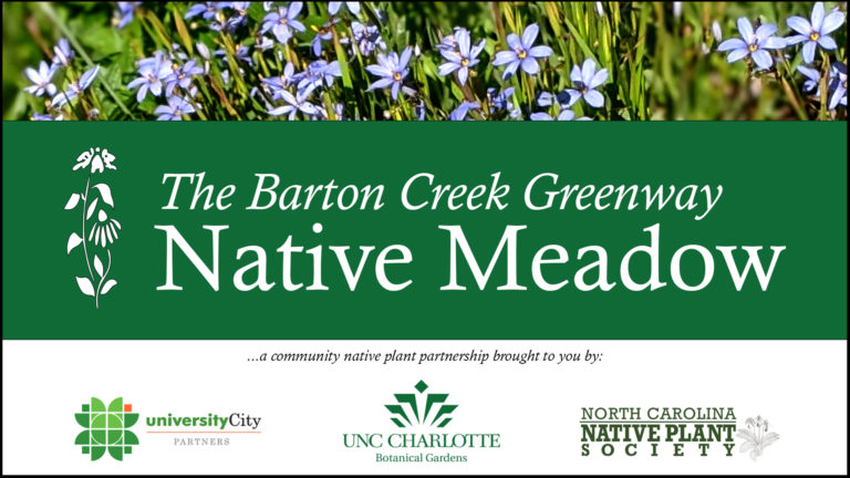 University City Launches New Barton Creek Greenway Native Meadow