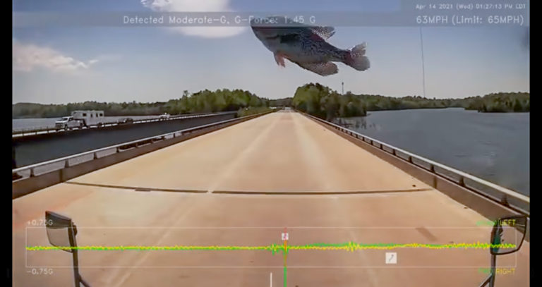 Charlotte Driver Hits Flying Fish While Crossing Bridge (Video)