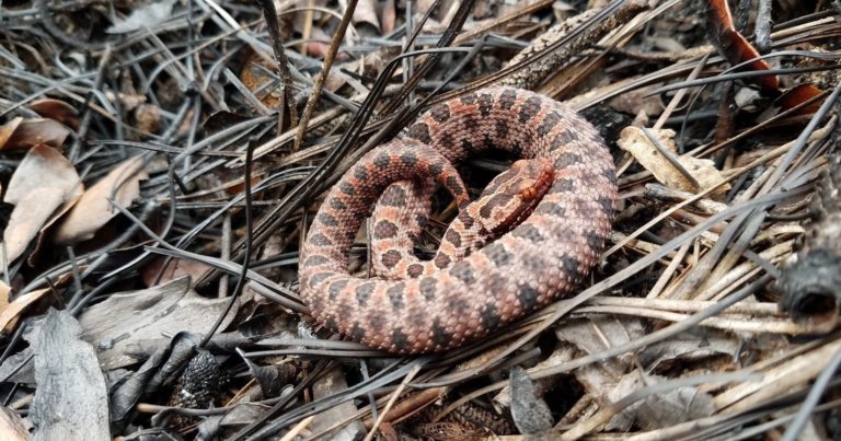 All NC Rattlesnakes Are Now Protected – State Urging Residents To Take Pictures of Any Sightings