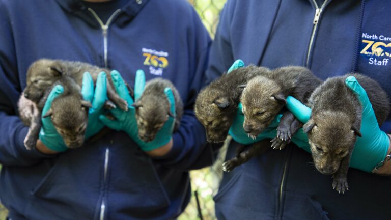 North Carolina Zoo Asks Public to Vote on Names of New-Born Red Wolf Pups