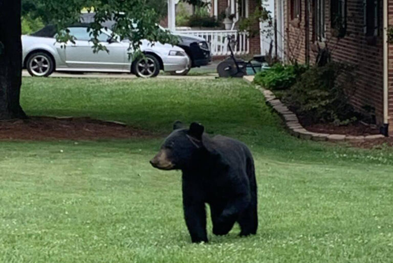 Large Black Bear Spotted Roaming Gaston’s Bessemer City