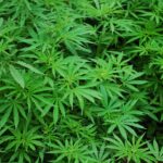 foliage-1157792_1280