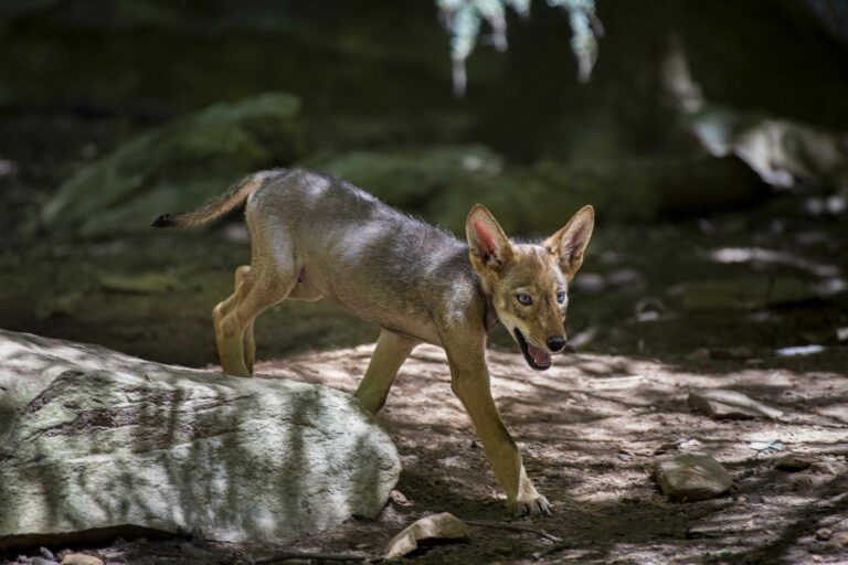 North Carolina Zoo Announces Red Wolf Pup Names Chosen by the Public