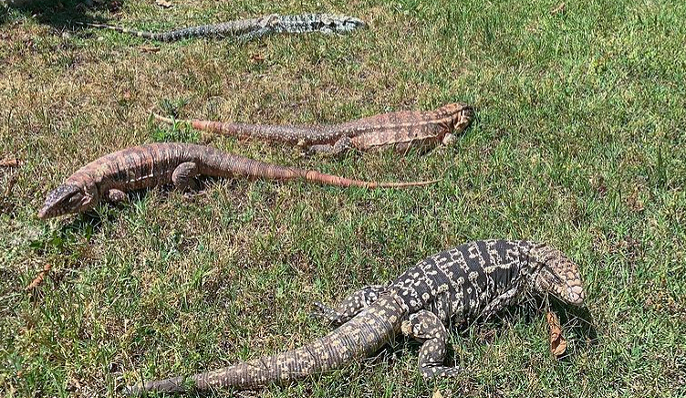 South Carolina Announces Sweeping Ban On All Tegu Lizards