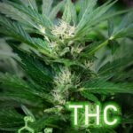 thc-formula-5396131_960_720