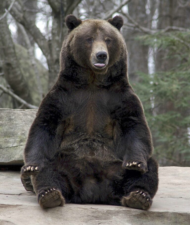 North Carolina Zoo Mourns the Loss of ‘Amazing, Goofy’ Grizzly Bear