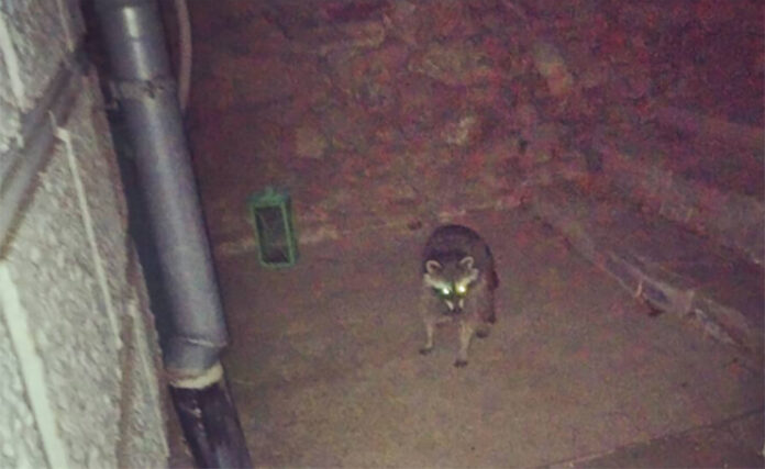 First Rabies Case of 2025 Confirmed in Mecklenburg County